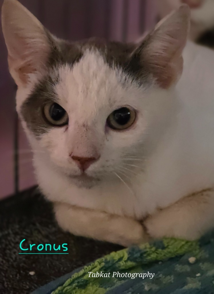 Cronus