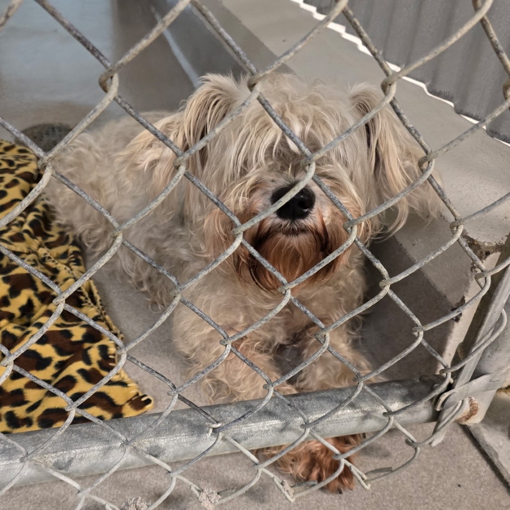 Oatmeal (Benefactor Dog)