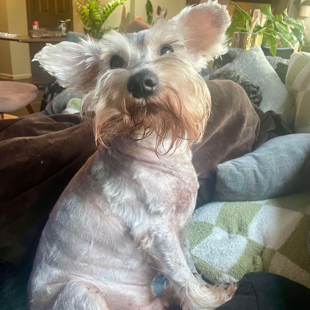 Oatmeal (Benefactor Dog)