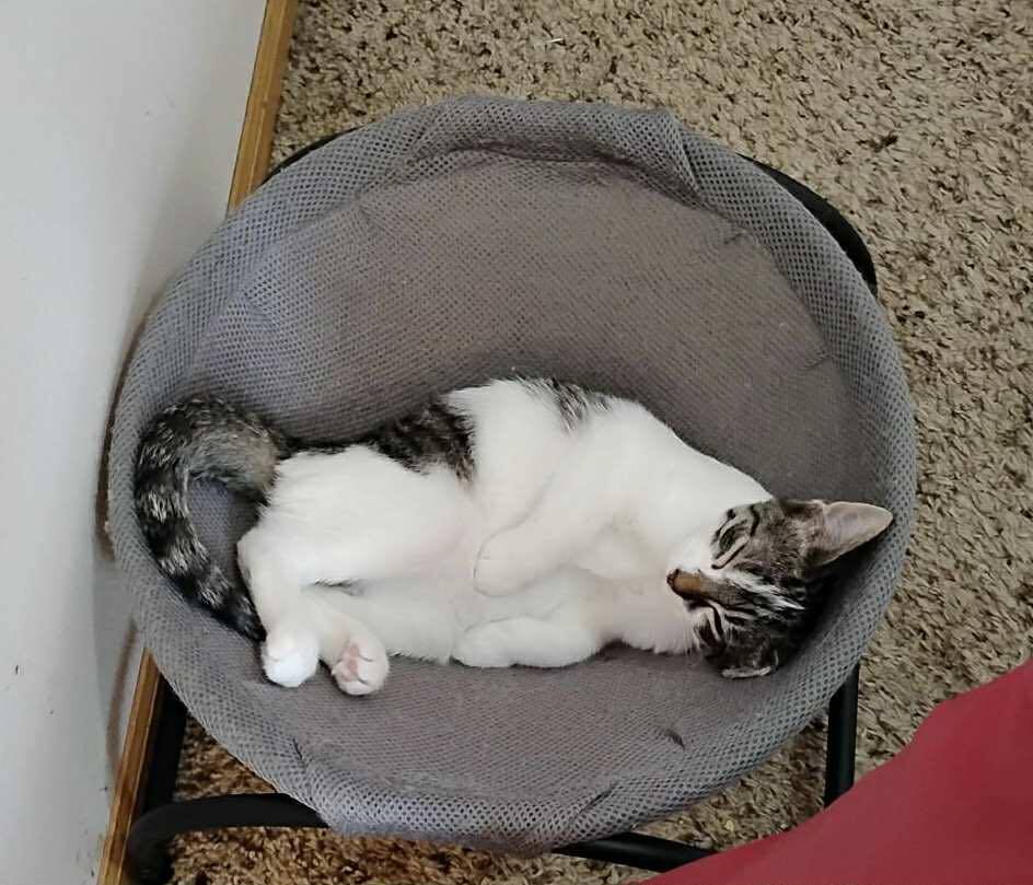 Sammy