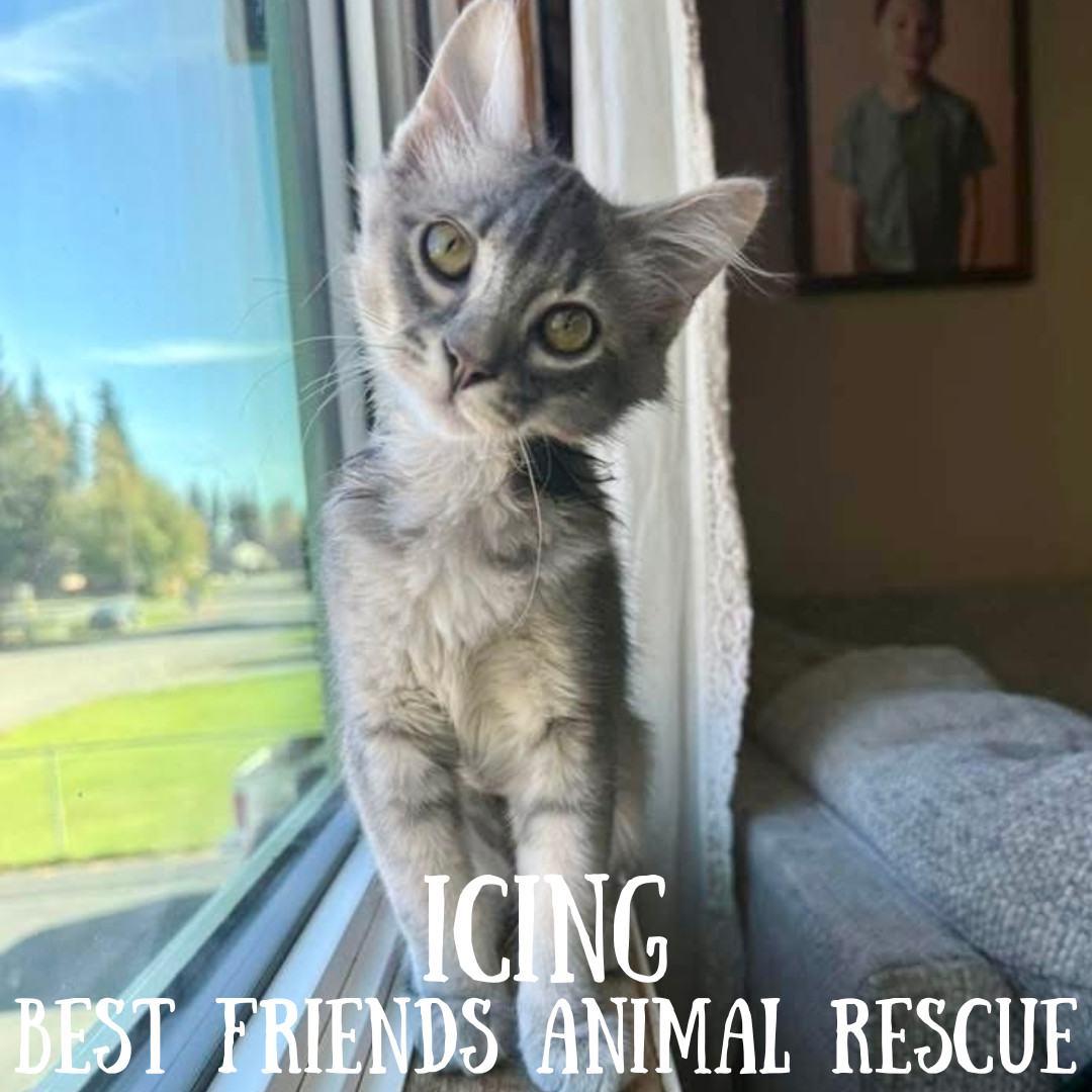Icing, an adoptable Domestic Medium Hair in Wasilla, AK, 99654 | Photo Image 1