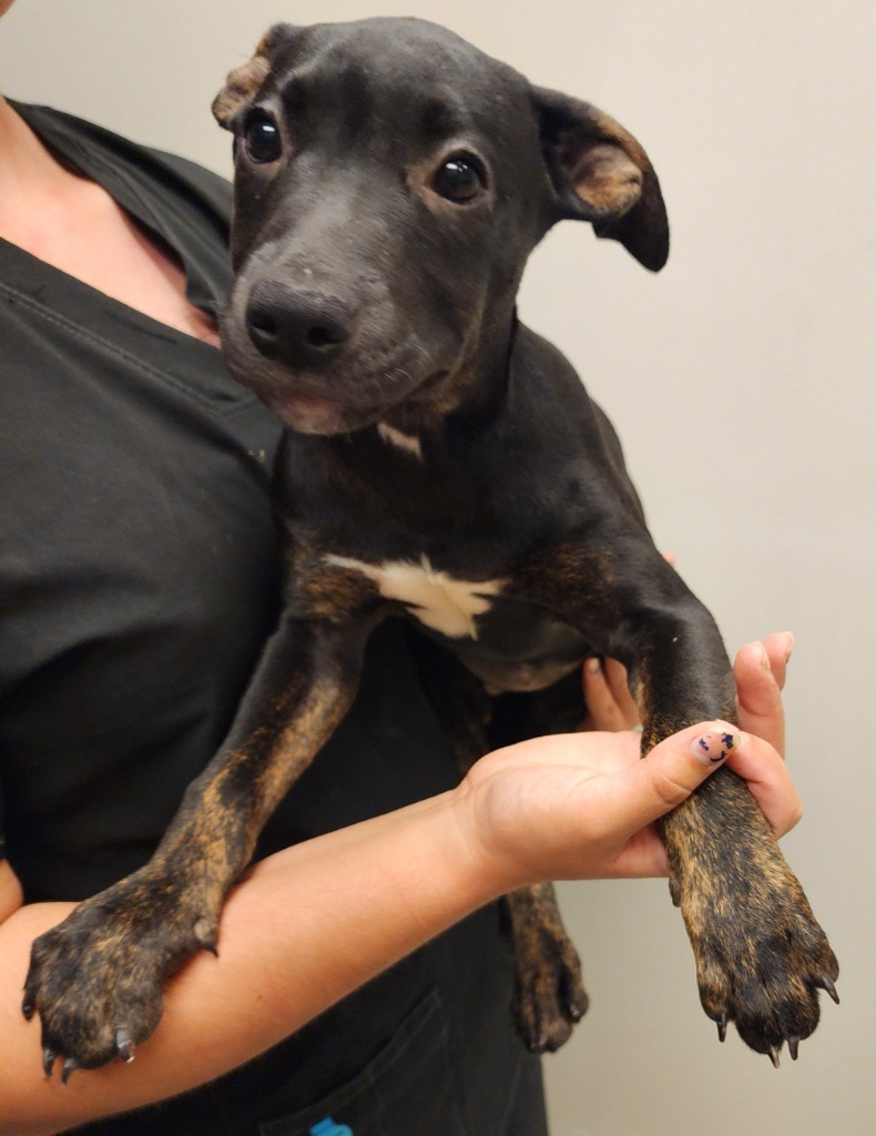 Minnie, an adoptable Pit Bull Terrier, Rottweiler in Superior, WI, 54880 | Photo Image 1