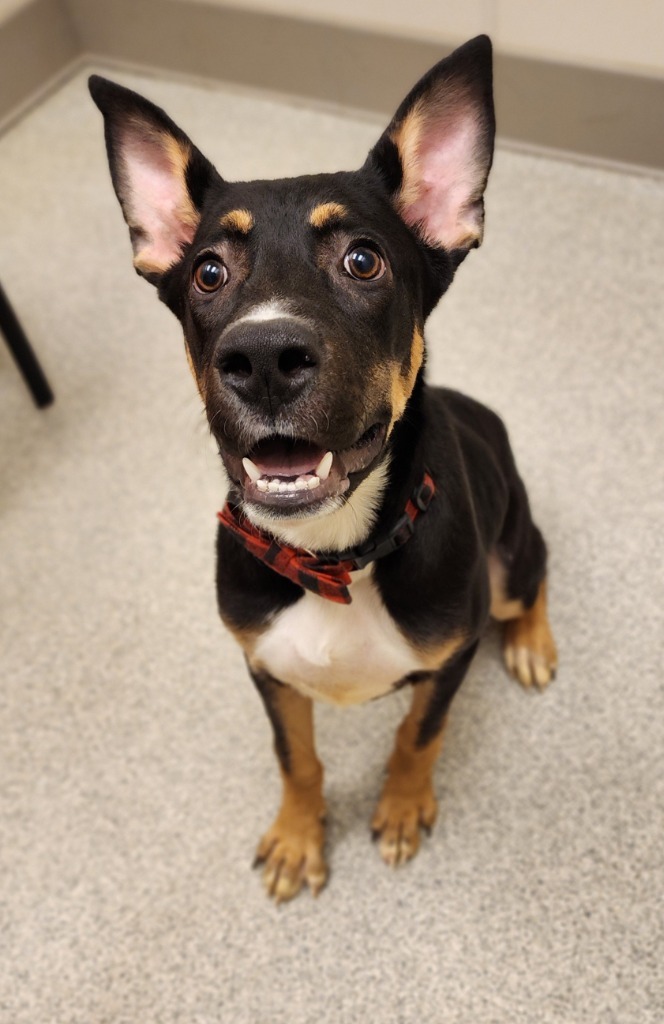 Buck, an adoptable Shepherd in Superior, WI, 54880 | Photo Image 1