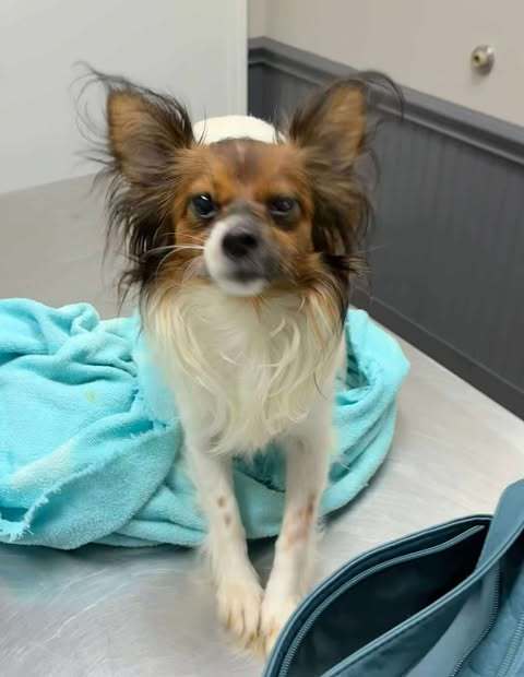 Snowball Wood, an adoptable Papillon in Saunderstown, RI, 02874 | Photo Image 1