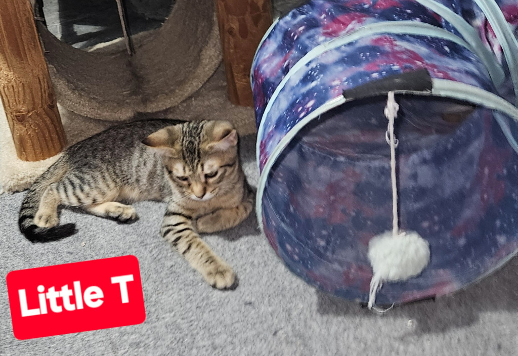 Little T / Ms T, an adoptable Domestic Short Hair in The Dalles, OR, 97058 | Photo Image 1