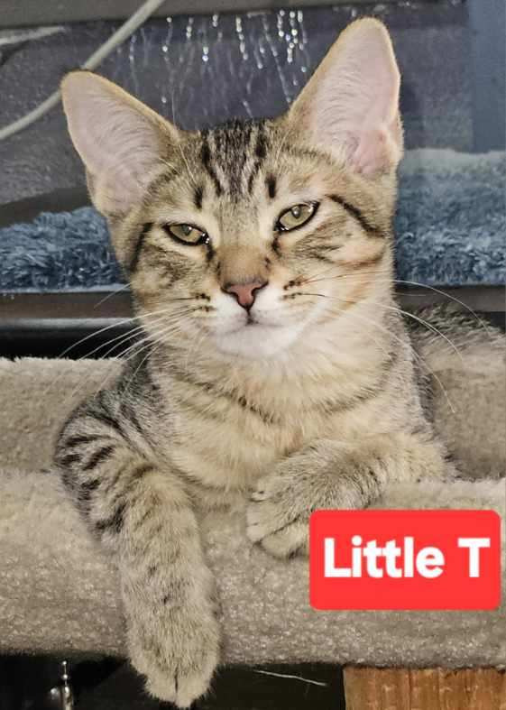 Little T / Ms T, an adoptable Domestic Short Hair in The Dalles, OR, 97058 | Photo Image 2