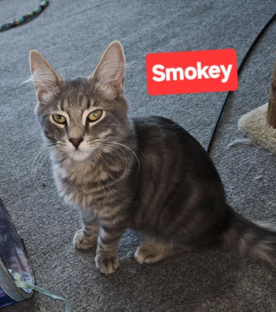 Smokey, an adoptable Domestic Short Hair in The Dalles, OR, 97058 | Photo Image 2