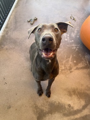 Ulu, an adoptable Pit Bull Terrier, Mixed Breed in Honolulu, HI, 96826 | Photo Image 1
