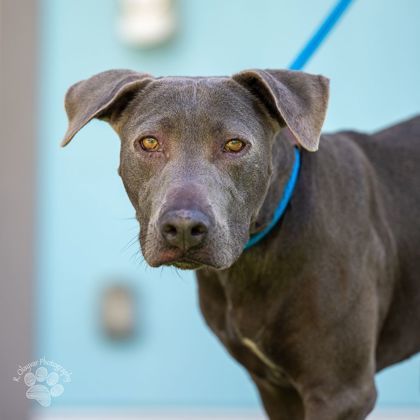 Ulu, an adoptable Pit Bull Terrier, Mixed Breed in Honolulu, HI, 96826 | Photo Image 2