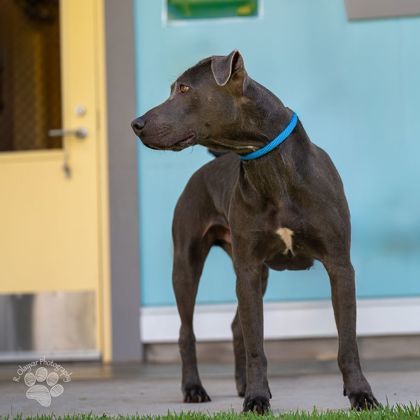 Ulu, an adoptable Pit Bull Terrier, Mixed Breed in Honolulu, HI, 96826 | Photo Image 3