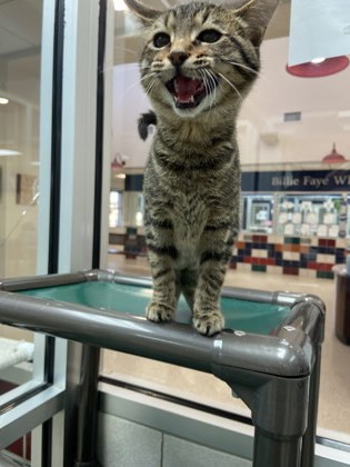 BITSY Petco C