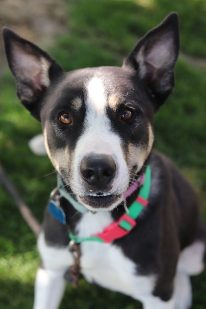 Beau, an adoptable Mixed Breed in Walla Walla, WA, 99362 | Photo Image 1