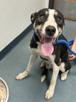 Beau, an adoptable Mixed Breed in Walla Walla, WA, 99362 | Photo Image 2