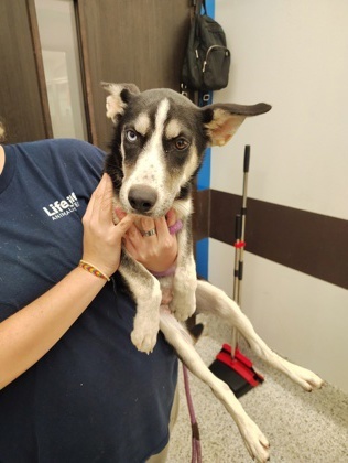 Azure - ADOPTED
