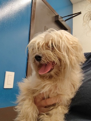 Toby- ADOPTED