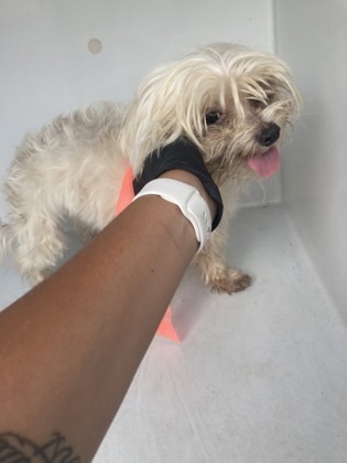Toby- ADOPTED
