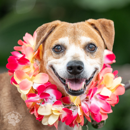 Jack, an adoptable Terrier, Mixed Breed in Honolulu, HI, 96826 | Photo Image 1