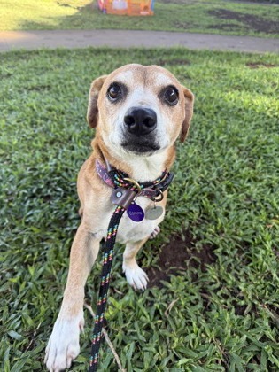 Jack, an adoptable Terrier, Mixed Breed in Honolulu, HI, 96826 | Photo Image 2