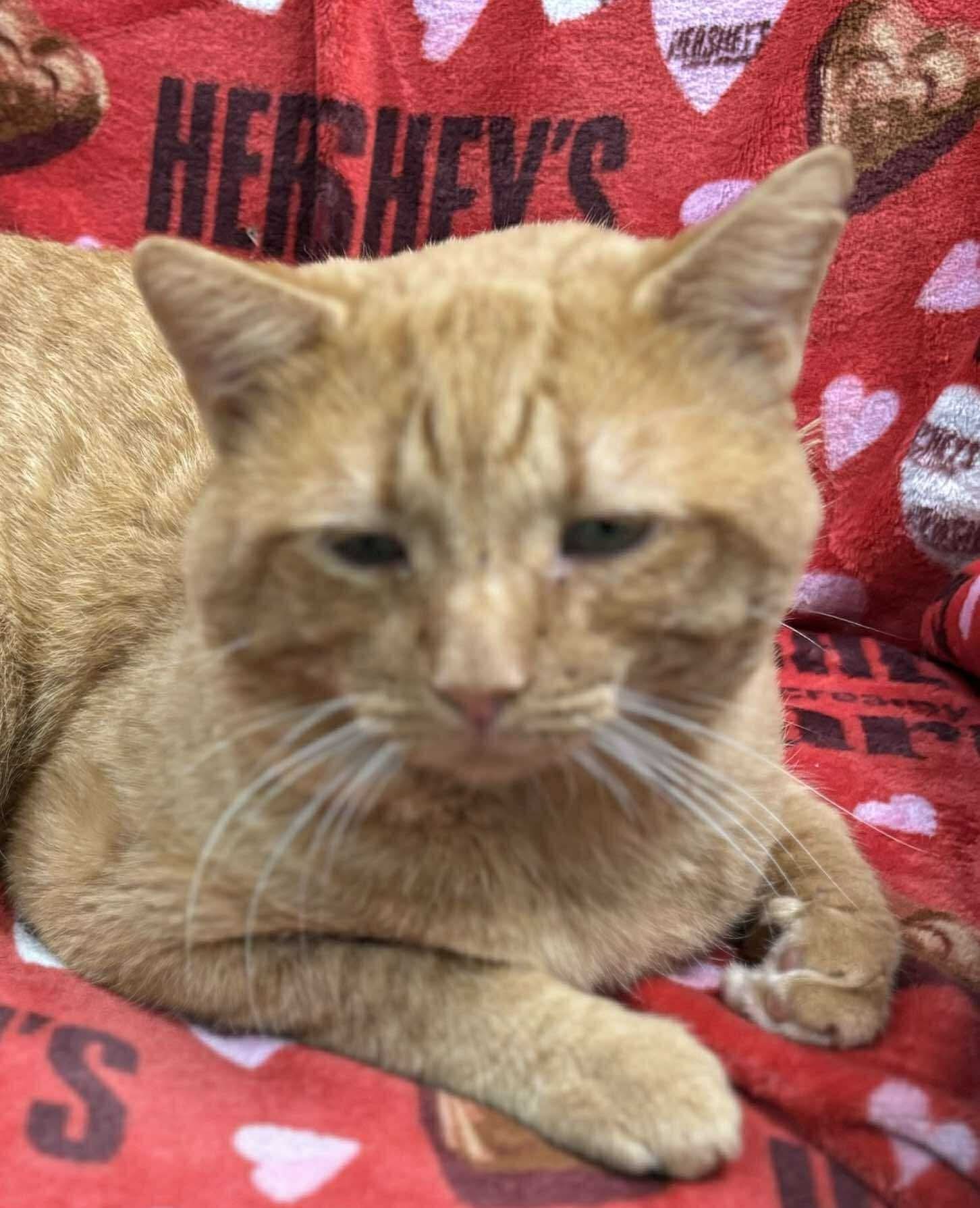 Dominos Pizza - Visit At Petsmart Lynchburg