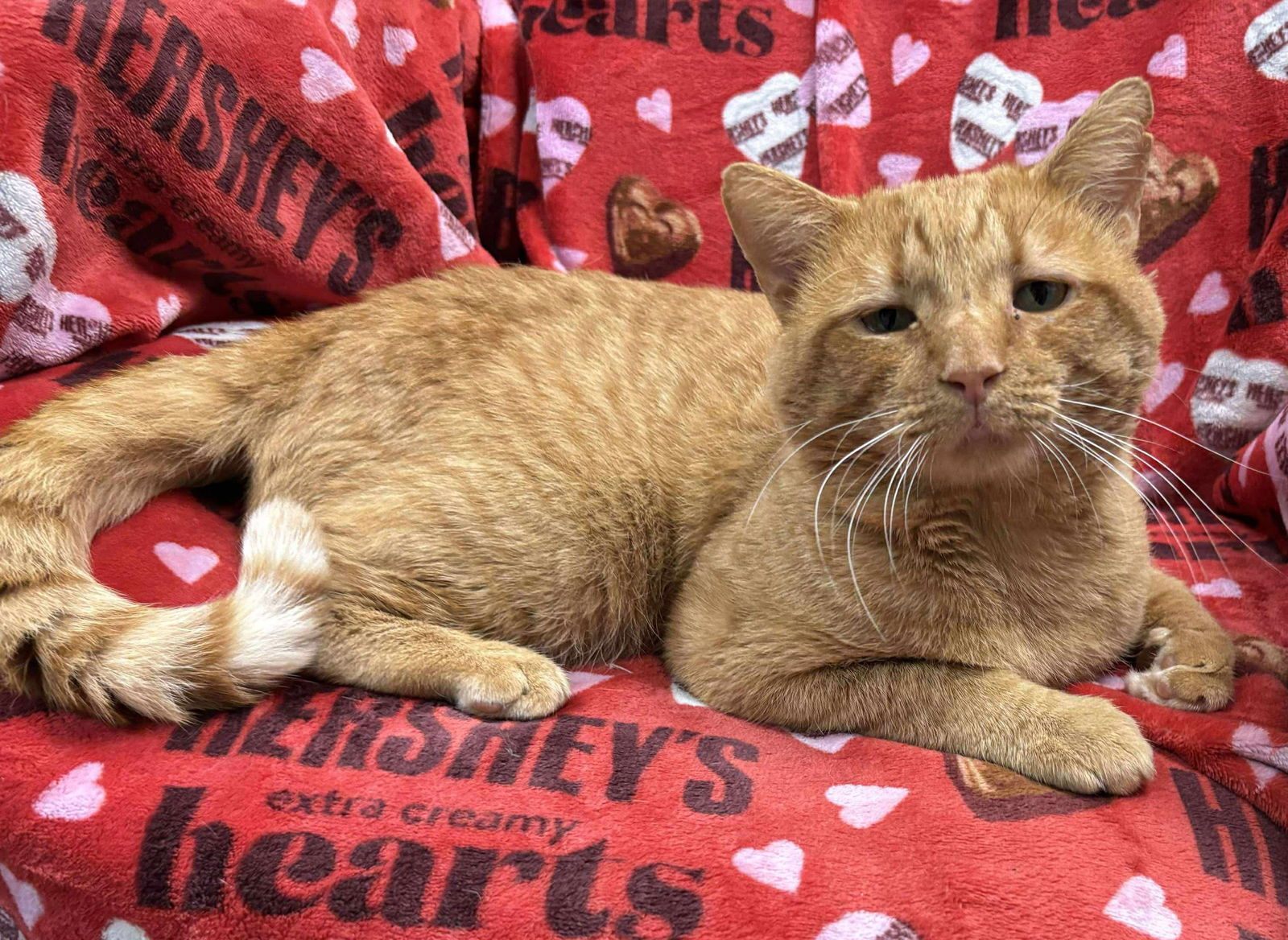 Dominos Pizza - Visit At Petsmart Lynchburg