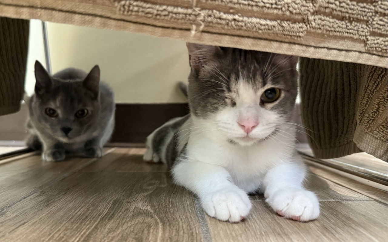 Sonny (bonded with Cher)