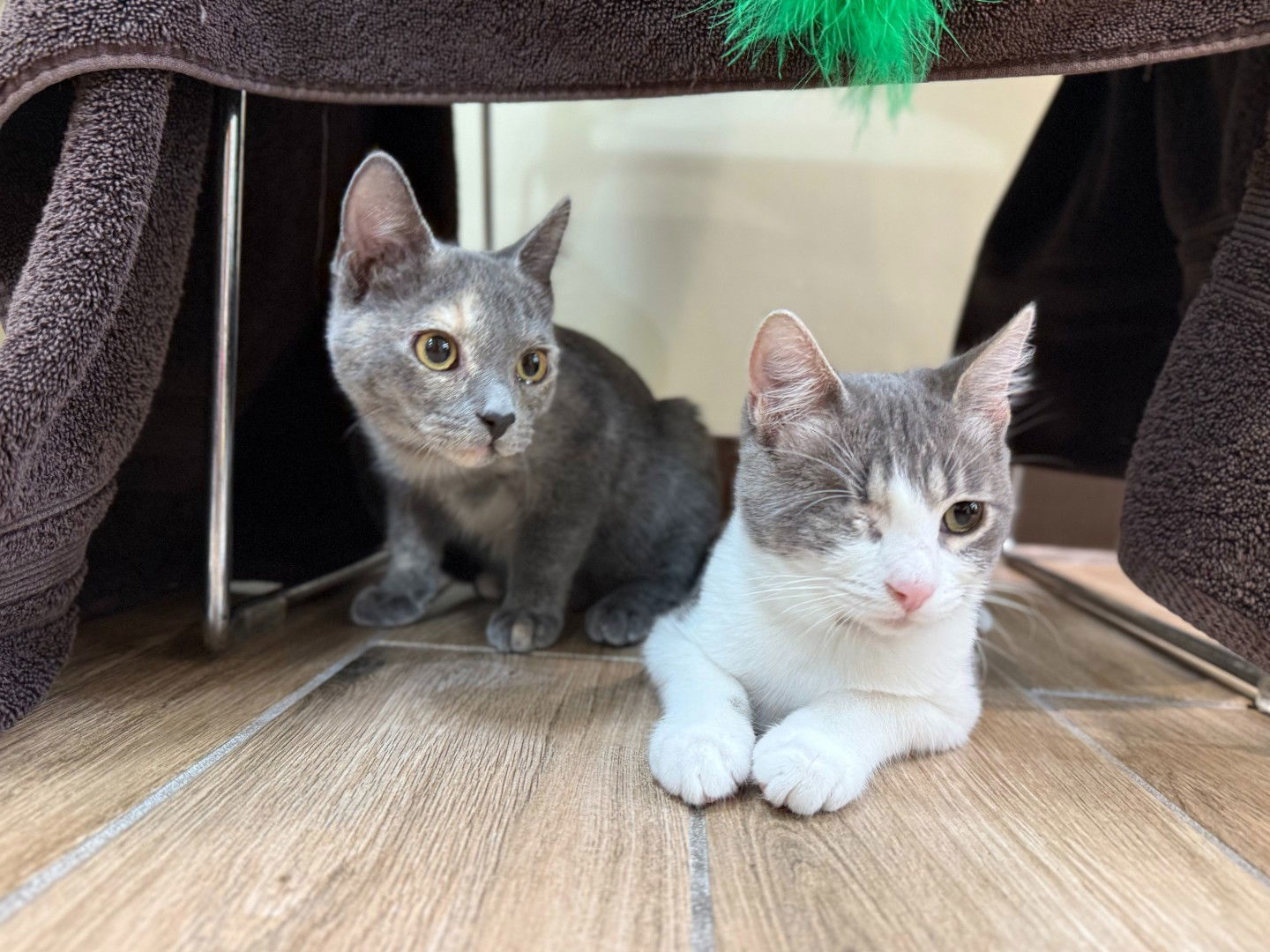 Sonny (bonded with Cher)