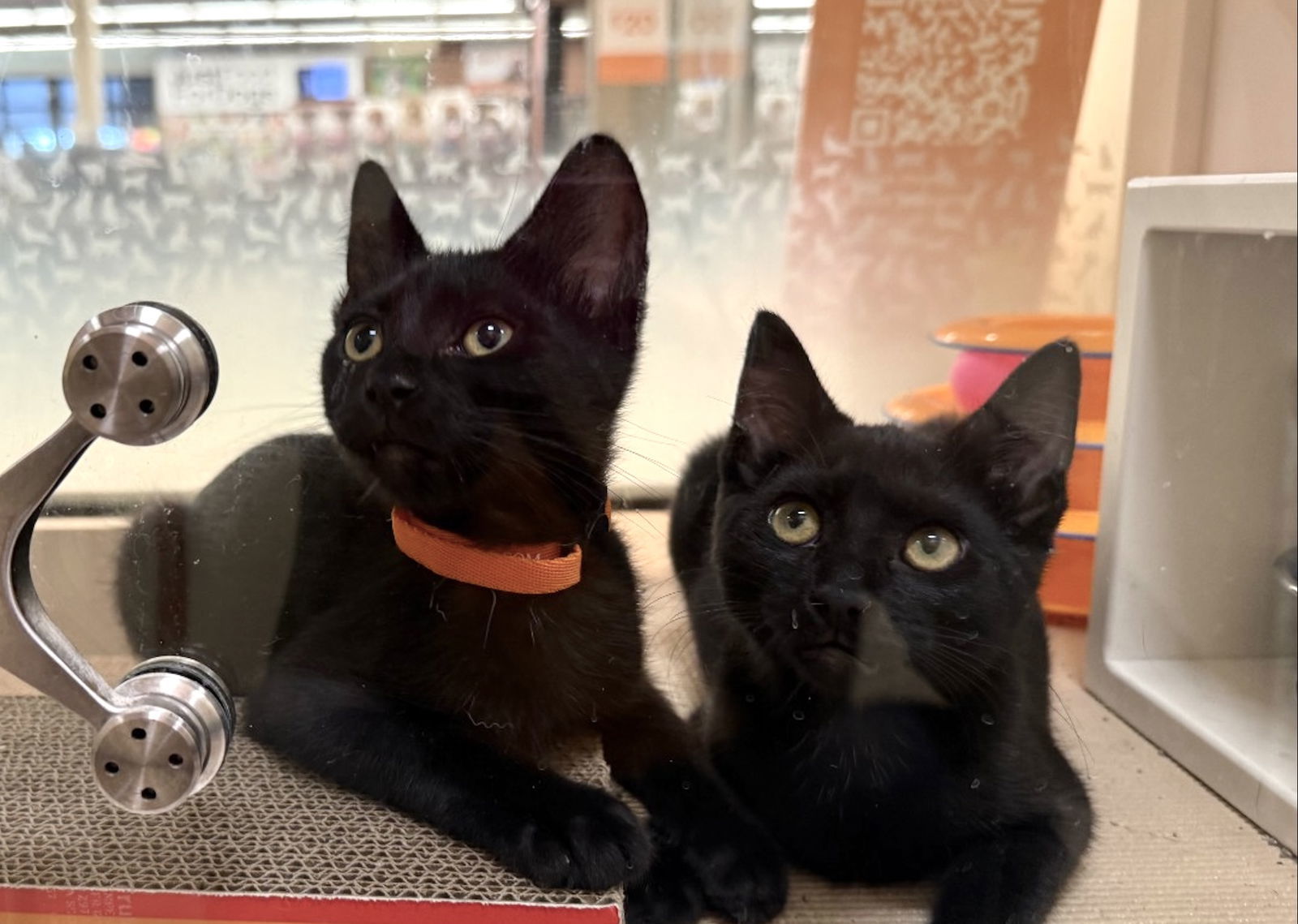 Kittle & Purrdy