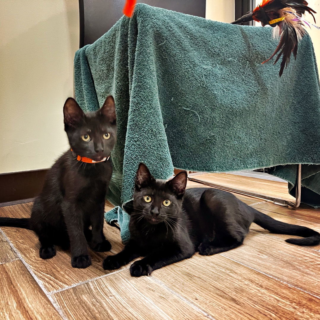Kittle & Purrdy