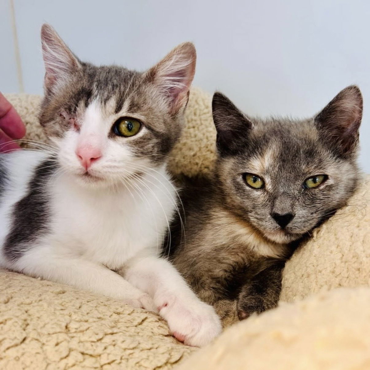 Cher (bonded with Sonny)