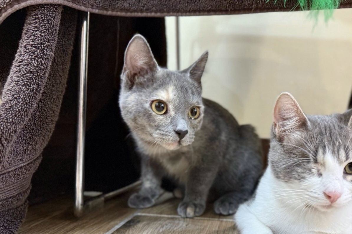 Cher (bonded with Sonny)