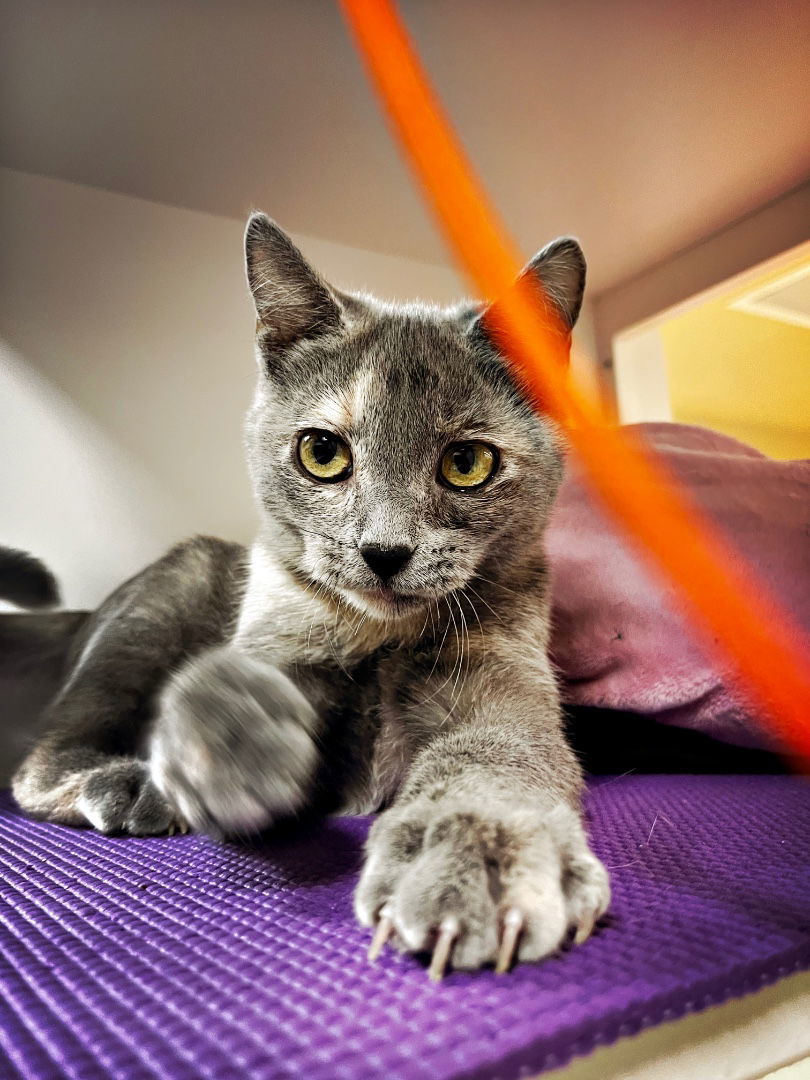 Cher (bonded with Sonny)