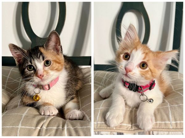 Marceline &amp; Princess Bubblegum photo 1