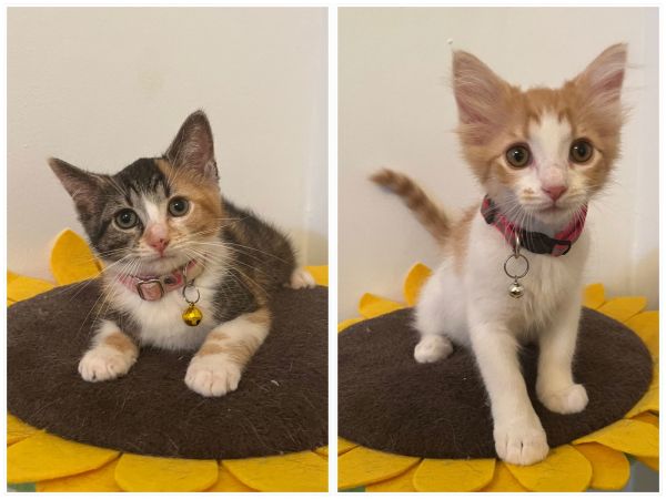 Marceline &amp; Princess Bubblegum thumbnail 2