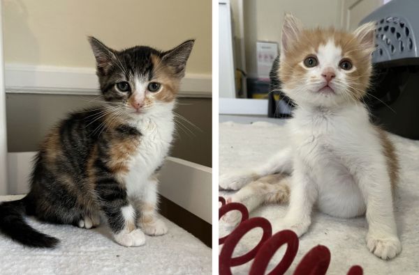 Marceline &amp; Princess Bubblegum thumbnail 3