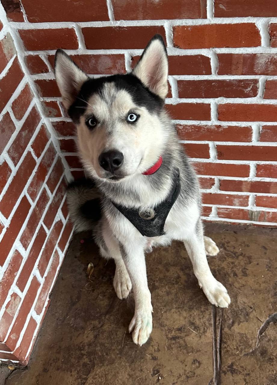 Everest *Foster Needed*