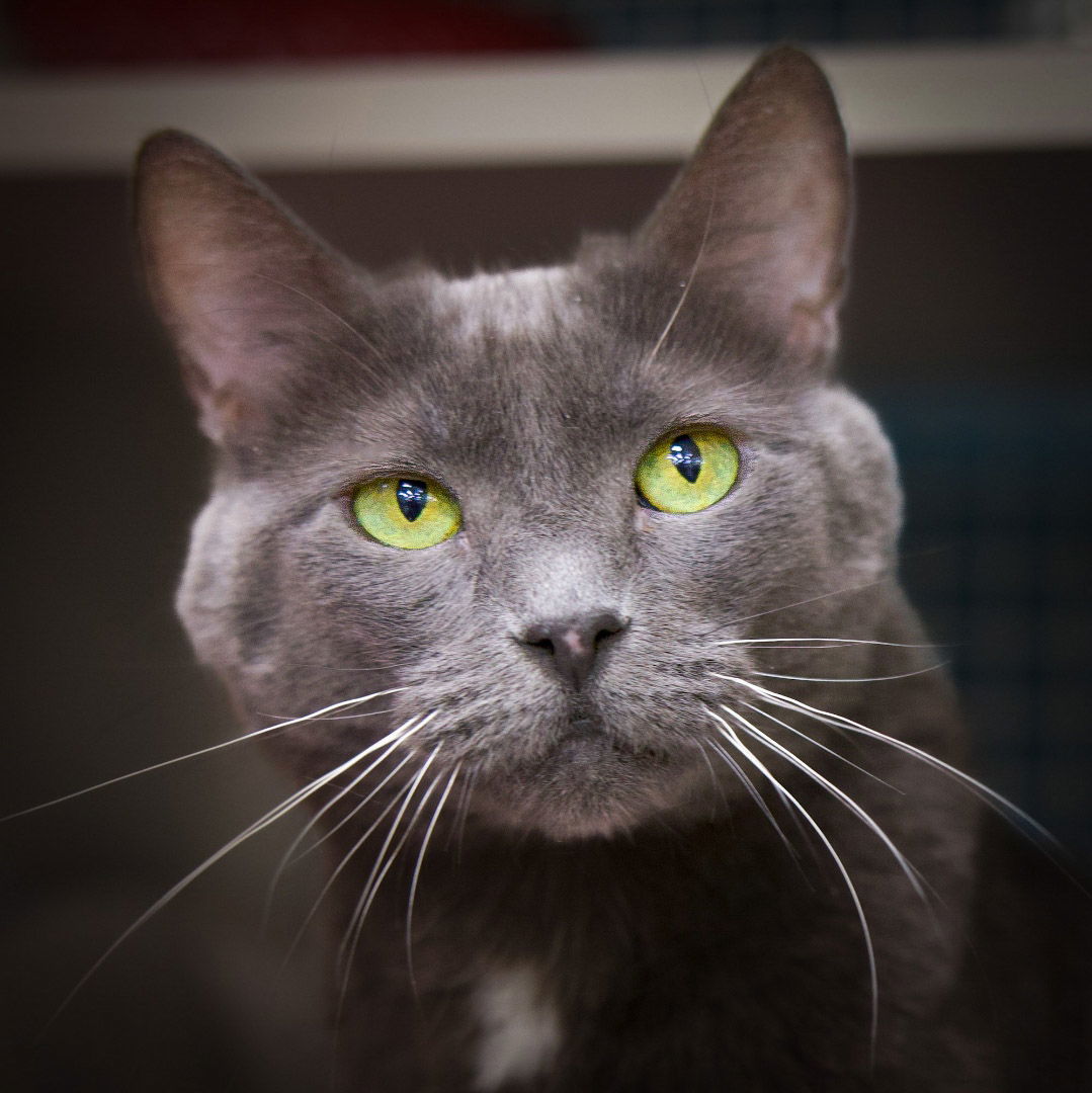 Cinderella, an adoptable Domestic Short Hair in Fort Collins, CO, 80524 | Photo Image 1
