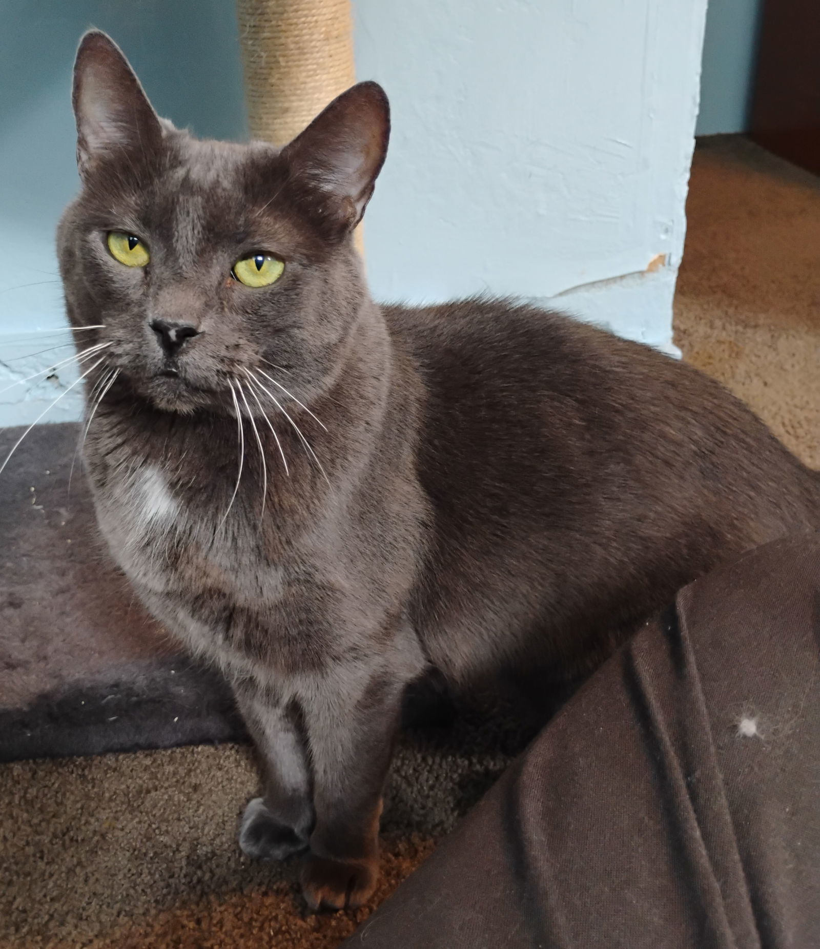 Cinderella, an adoptable Domestic Short Hair in Fort Collins, CO, 80524 | Photo Image 2