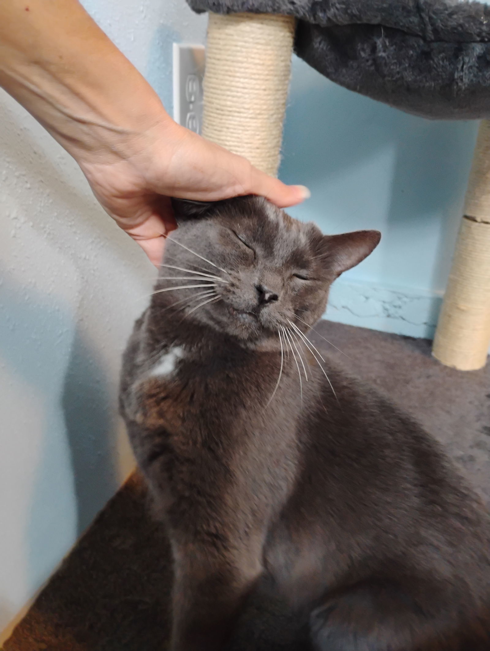 Cinderella, an adoptable Domestic Short Hair in Fort Collins, CO, 80524 | Photo Image 3