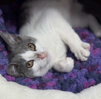 Sourdough, an adoptable Domestic Short Hair in Gwinn, MI, 49841 | Photo Image 1