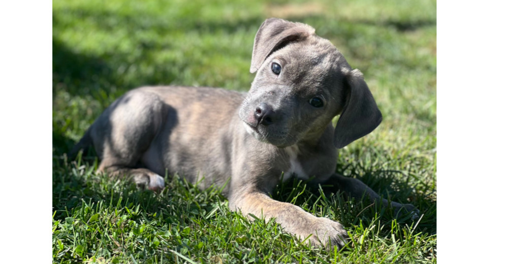 Photo of Baby Female Mixed Breed Brindle