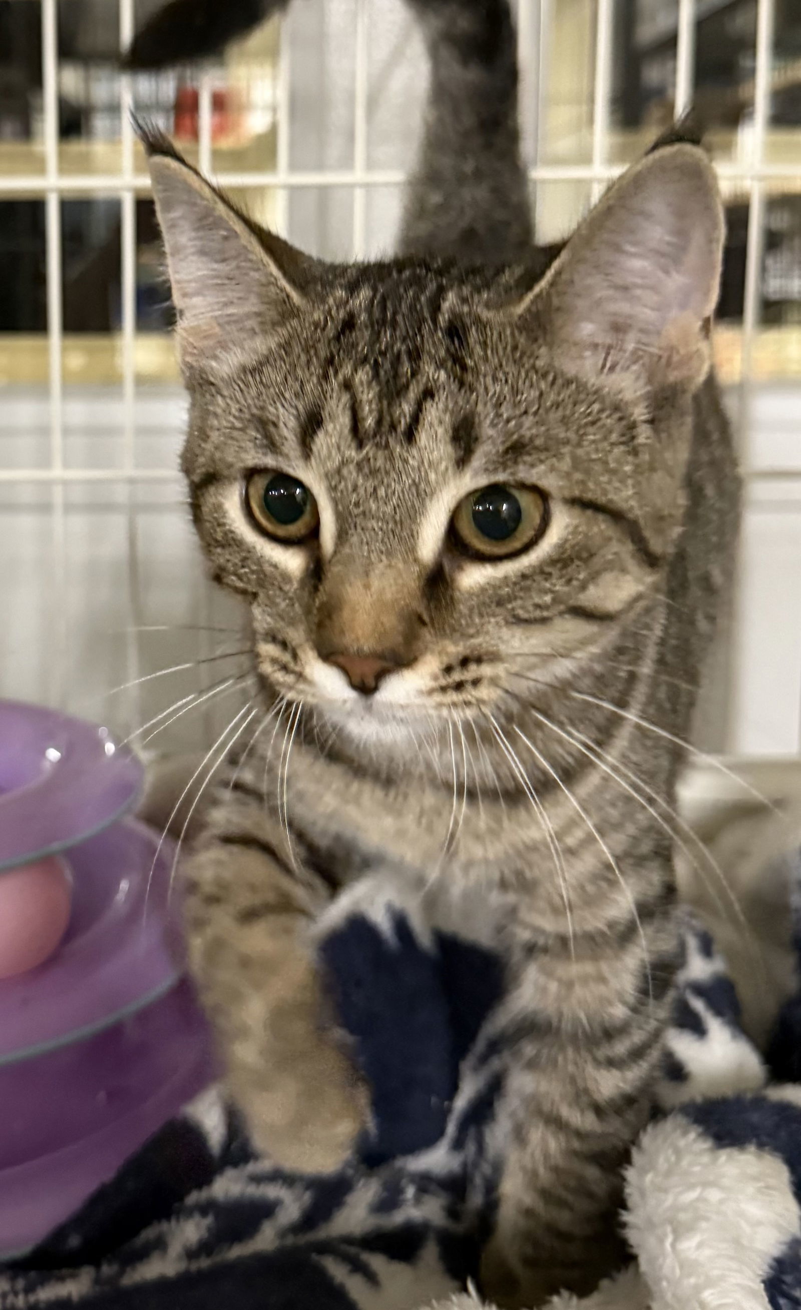 Amanda, an adoptable Domestic Short Hair, Tabby in Traverse City, MI, 49686 | Photo Image 2