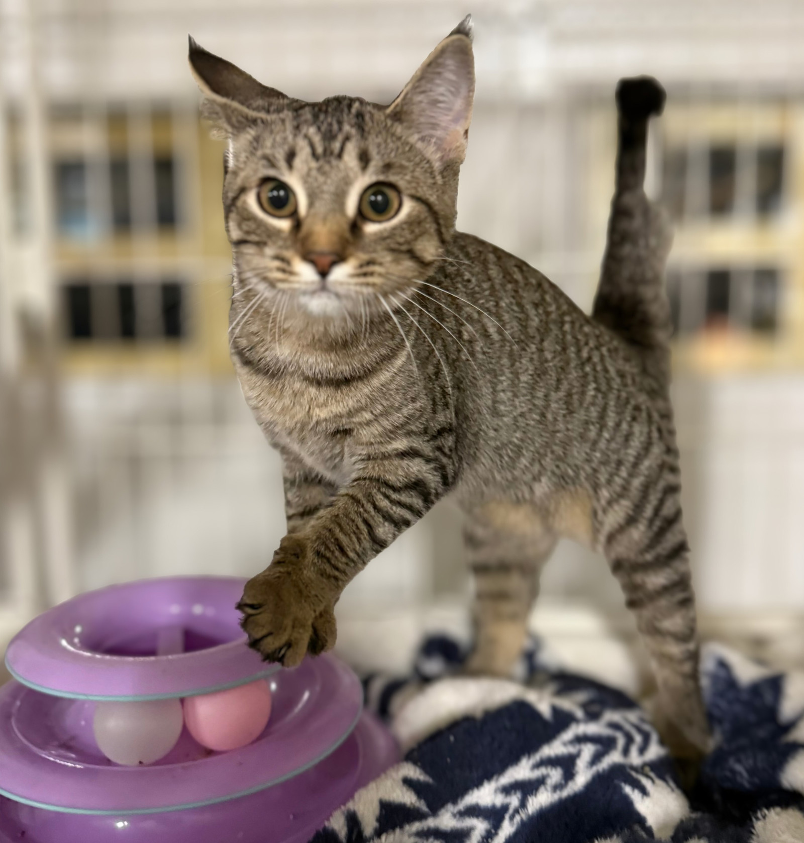 Amanda, an adoptable Domestic Short Hair, Tabby in Traverse City, MI, 49686 | Photo Image 3