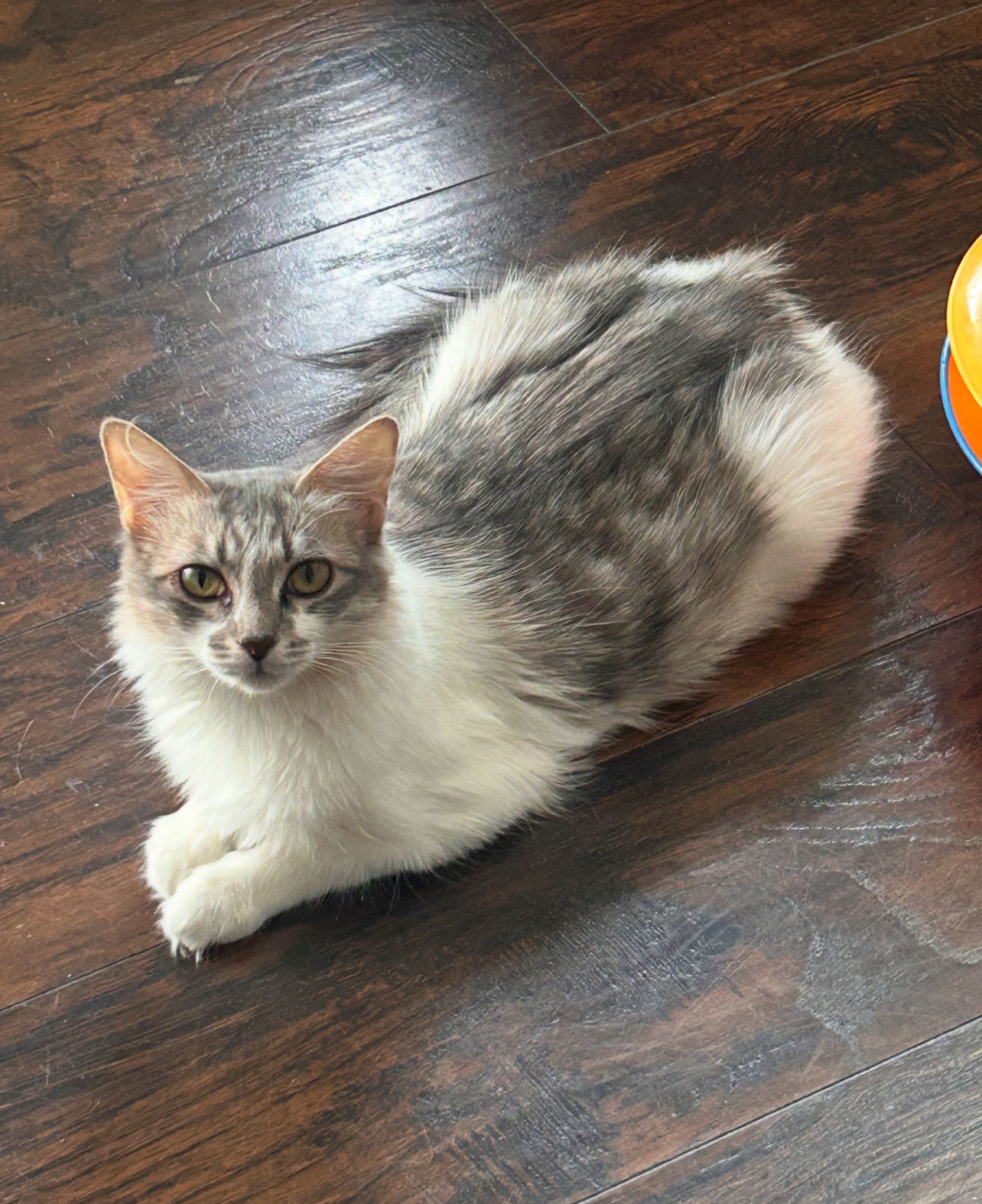 Priscilla