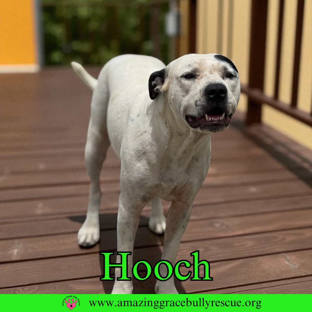 Hooch