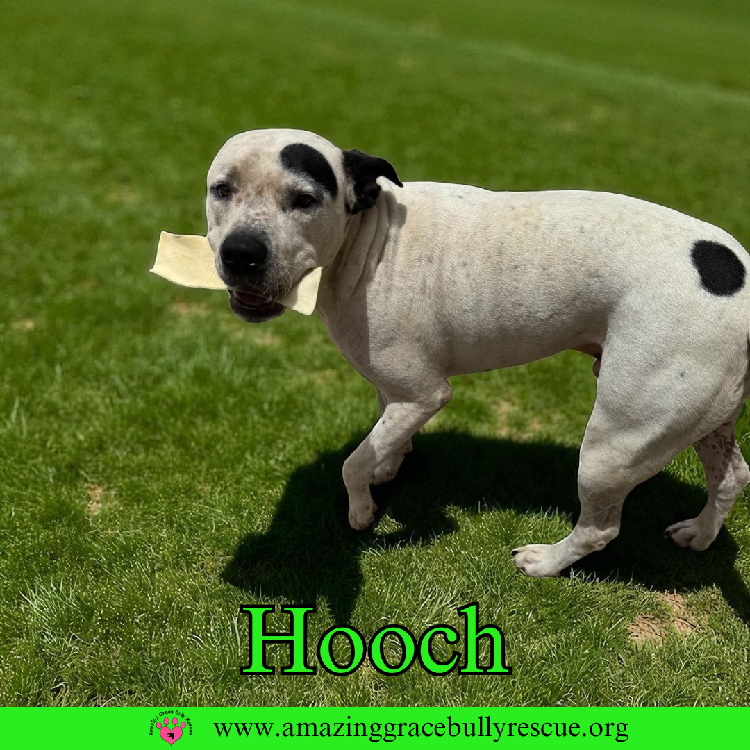 Hooch