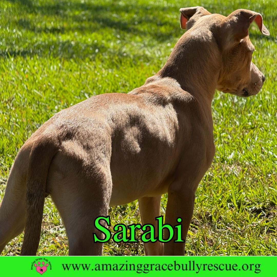 Sarabi