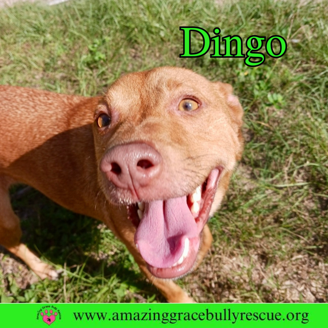 Dingo