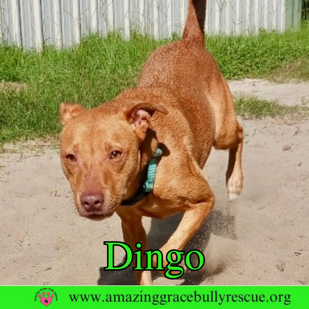 Dingo