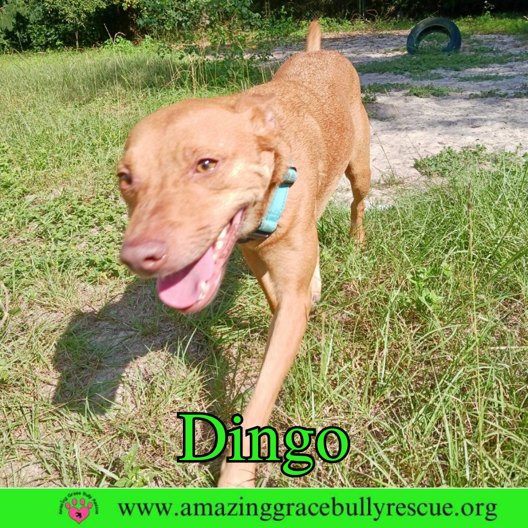 Dingo
