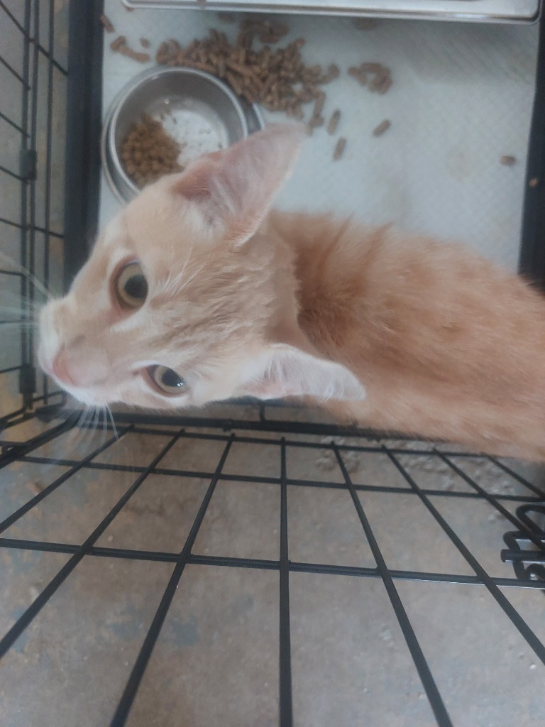 Mushu
